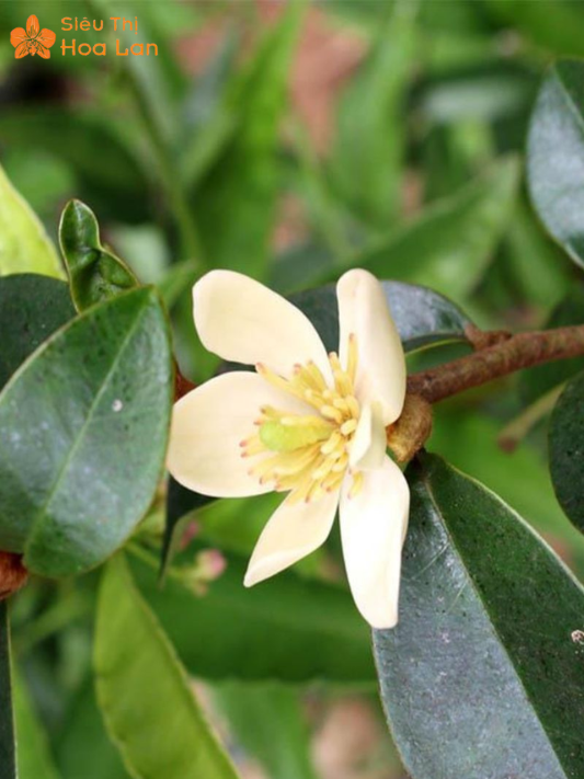 Hoa Lan Tiêu Trắng công dụng hoa lan tiêu