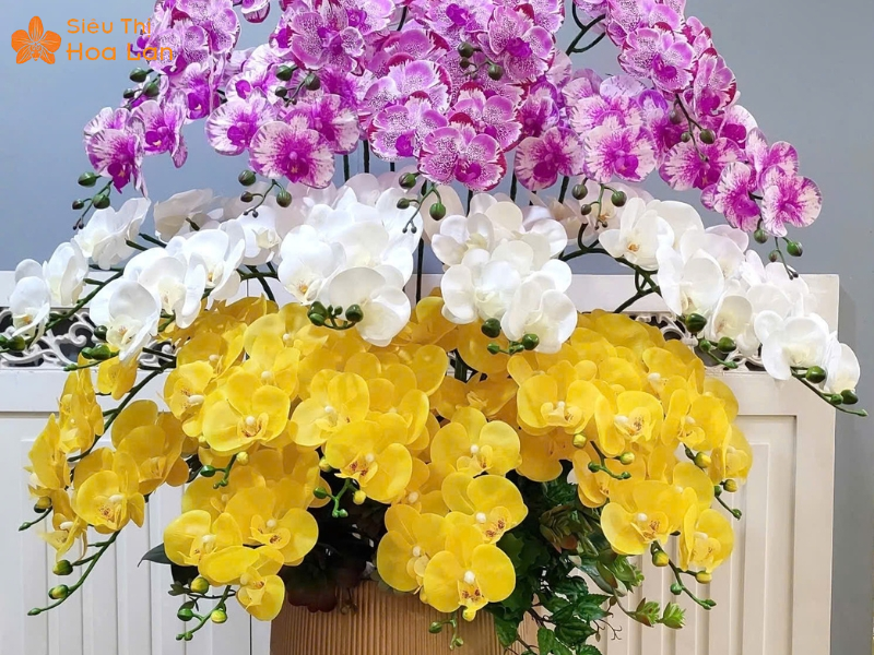 Hồ Điệp 3 Màu Lan 3 màu sang trọng