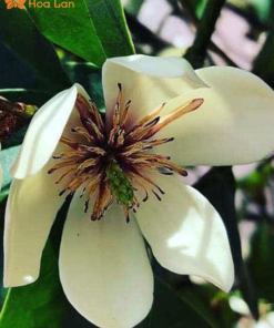 Hoa Lan Tiêu Trắng ý nghĩa hoa lan tiêu