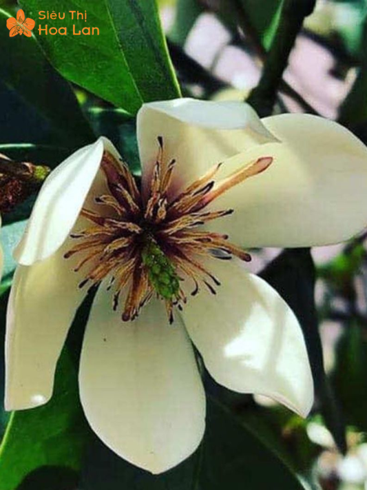 Hoa Lan Tiêu Trắng ý nghĩa hoa lan tiêu