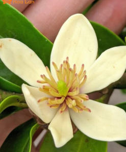 Hoa Lan Tiêu Trắng mẹo trồng lan tiêu trắng