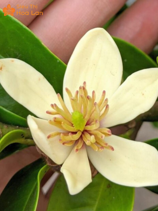Hoa Lan Tiêu Trắng mẹo trồng lan tiêu trắng