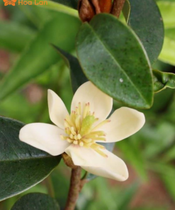 chăm bón lan tiêu trắng