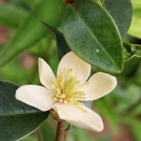 Hoa Lan Tiêu Trắng Hoa Lan Tiêu Trắng