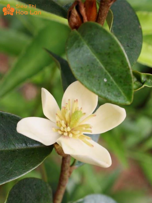 Hoa Lan Tiêu Trắng chăm bón lan tiêu trắng