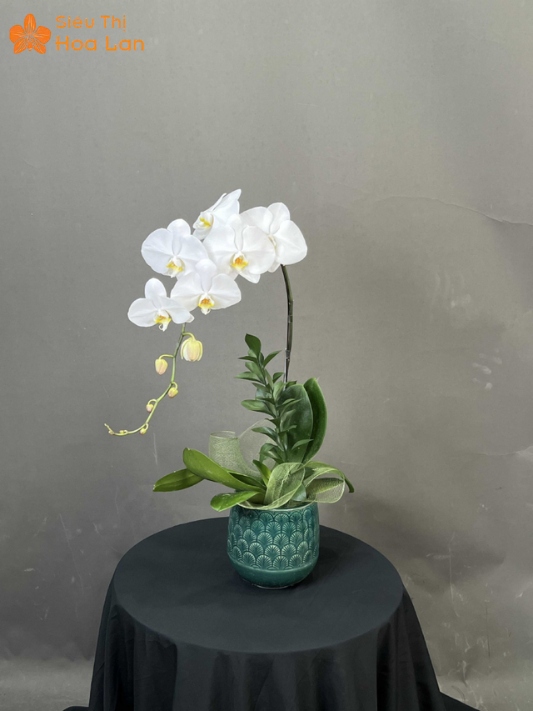 Giá 1 Cành Lan Hồ Điệp giá lan hồ điệp 1 cành