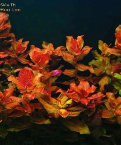 Cây Hồng Hồ Điệp Mini Thủy Sinh Mang Sắc Thái Mê Hoặc Và Sang Trọng hồng hồ điệp thủy sinh đỏ