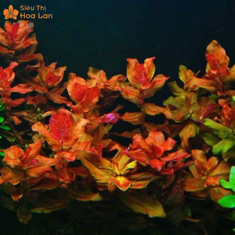 Cây Hồng Hồ Điệp Mini Thủy Sinh Mang Sắc Thái Mê Hoặc Và Sang Trọng hồng hồ điệp thủy sinh đỏ