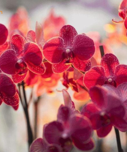 Cây Hồng Hồ Điệp Mini Thủy Sinh Mang Sắc Thái Mê Hoặc Và Sang Trọng cách trồng, chăm sóc hồng hồ điệp