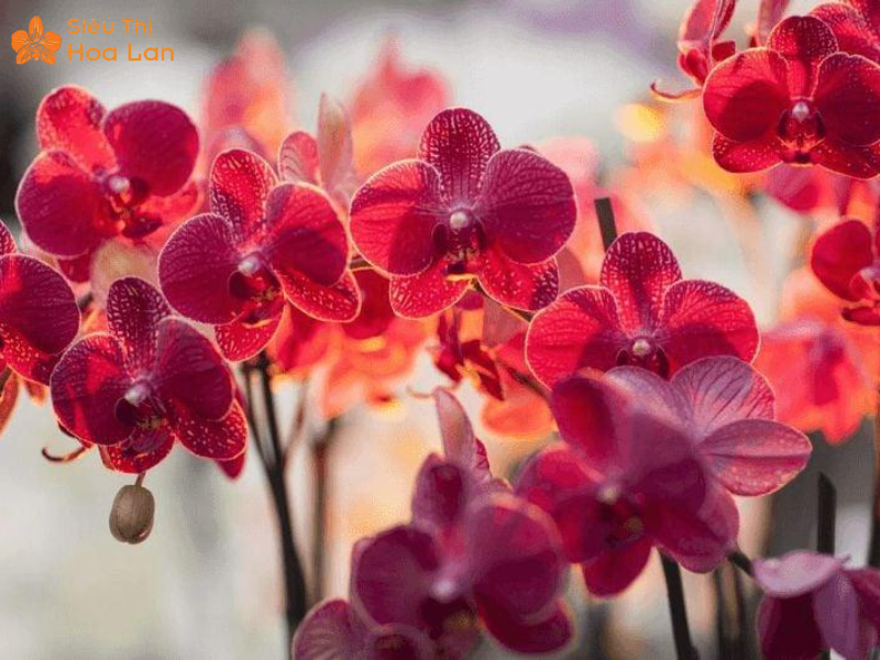 Cây Hồng Hồ Điệp Mini Thủy Sinh Mang Sắc Thái Mê Hoặc Và Sang Trọng cách trồng, chăm sóc hồng hồ điệp