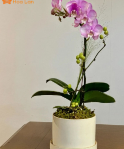 giá 1 nhánh lan hồ điệp