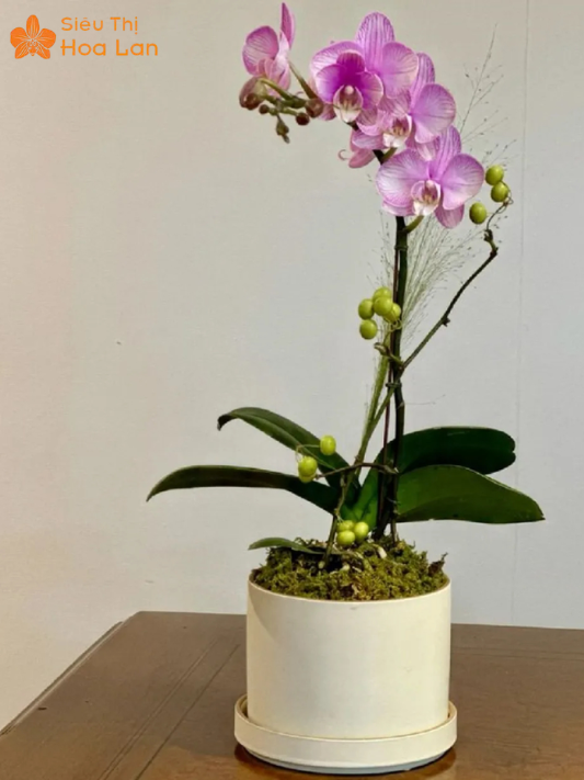 Giá 1 Cành Lan Hồ Điệp giá 1 nhánh lan hồ điệp