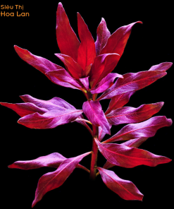 đặc điểm của hồng hồ điệp