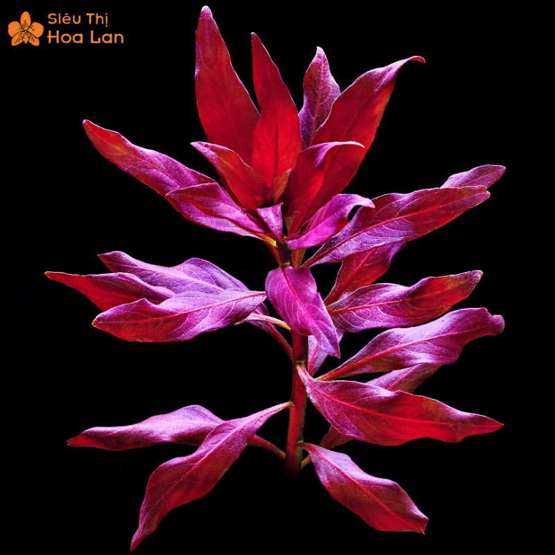 Cây Hồng Hồ Điệp Mini Thủy Sinh Mang Sắc Thái Mê Hoặc Và Sang Trọng đặc điểm của hồng hồ điệp