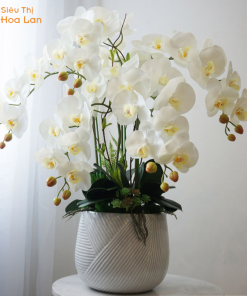 lan hồ điệp tím 7 cây