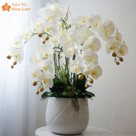 Lan Hồ Điệp 7 Cây Lan Hồ Điệp 7 Cây