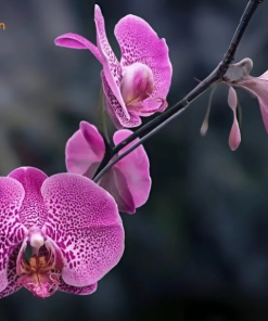 hồ điệp Dorital lai tạo