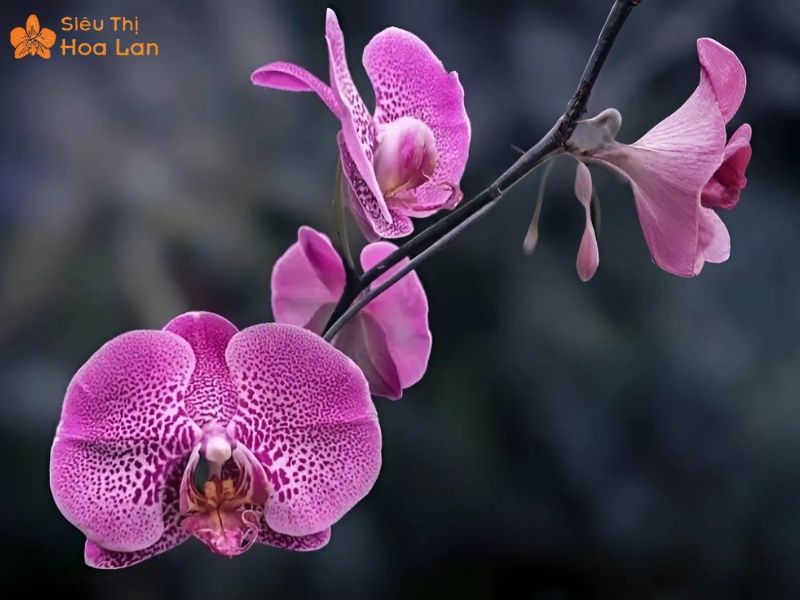 hồ điệp Dorital lai tạo