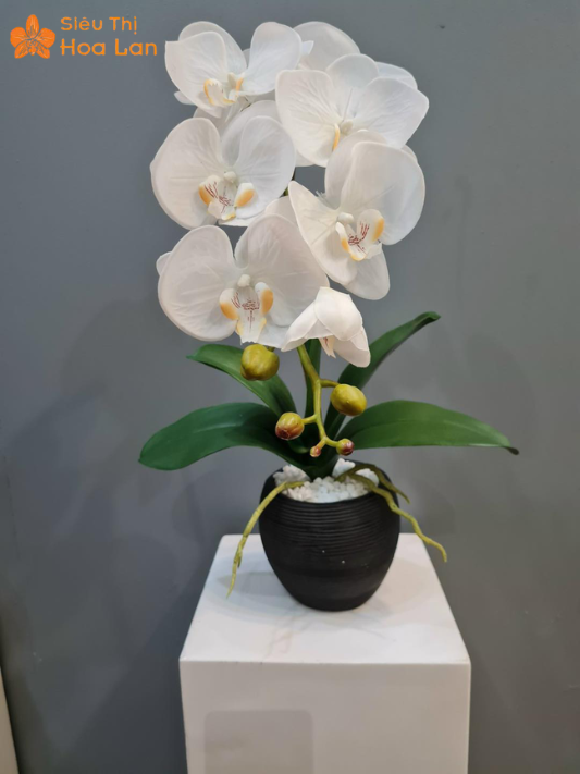 Giá 1 Cành Lan Hồ Điệp chăm lan hồ điệp 1 cành