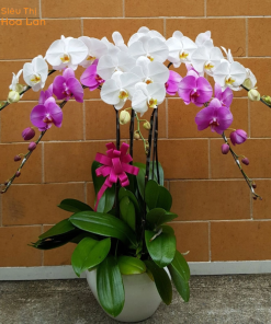 Chậu hoa hồ điệp 5 cây