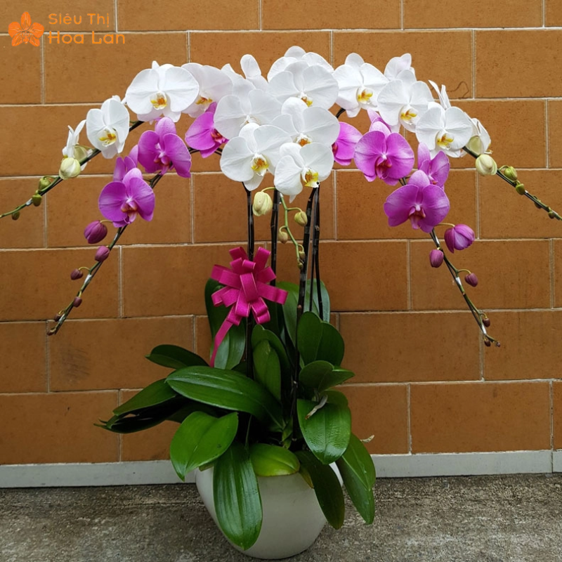 Lan Hồ Điệp 5 Cây Chậu hoa hồ điệp 5 cây