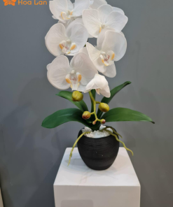 Chăm lan hồ điệp đúng cách