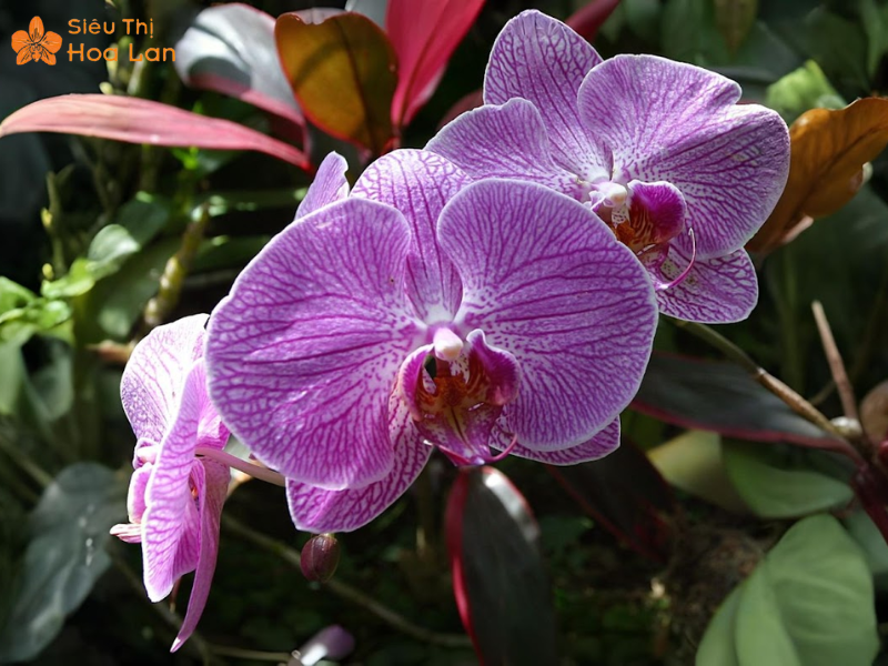 Lan Hồ Điệp Doritis Đặc Điểm Và Những Điều Cần Biết Về Hoa Lan Này ý nghĩa hồ điệp Dorital