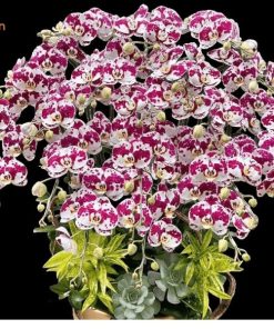 Chậu Hoa Lan Hồ Điệp Bò Sữa 5, 20 Cành Đẹp - Rẻ - Màu Sắc Độc Lạ Hồ điệp 20 cành đẹp