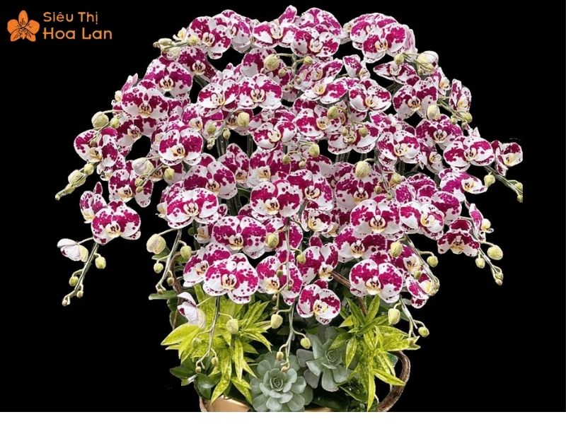 Chậu Hoa Lan Hồ Điệp Bò Sữa 5, 20 Cành Đẹp - Rẻ - Màu Sắc Độc Lạ Hồ điệp 20 cành đẹp
