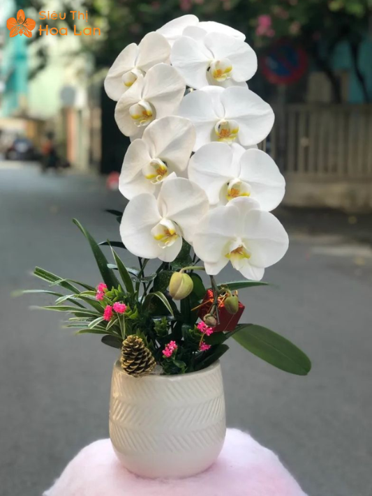 Hồ Điệp 2 Ngồng Hoa Hàng Có Sẵn Và Kỹ Thuật Chăm Sóc Đúng Cách hoa hồ điệp trắng đẹp