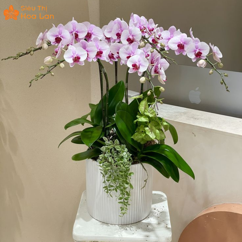 Lan Hồ Điệp 5 Cây Chăm sóc hoa bền, tươi lâu