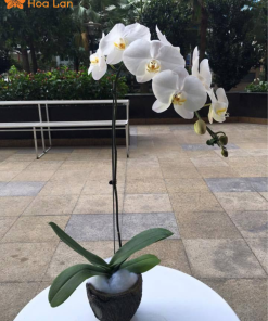 Chậu hoa trắng hồ điệp 1 cành