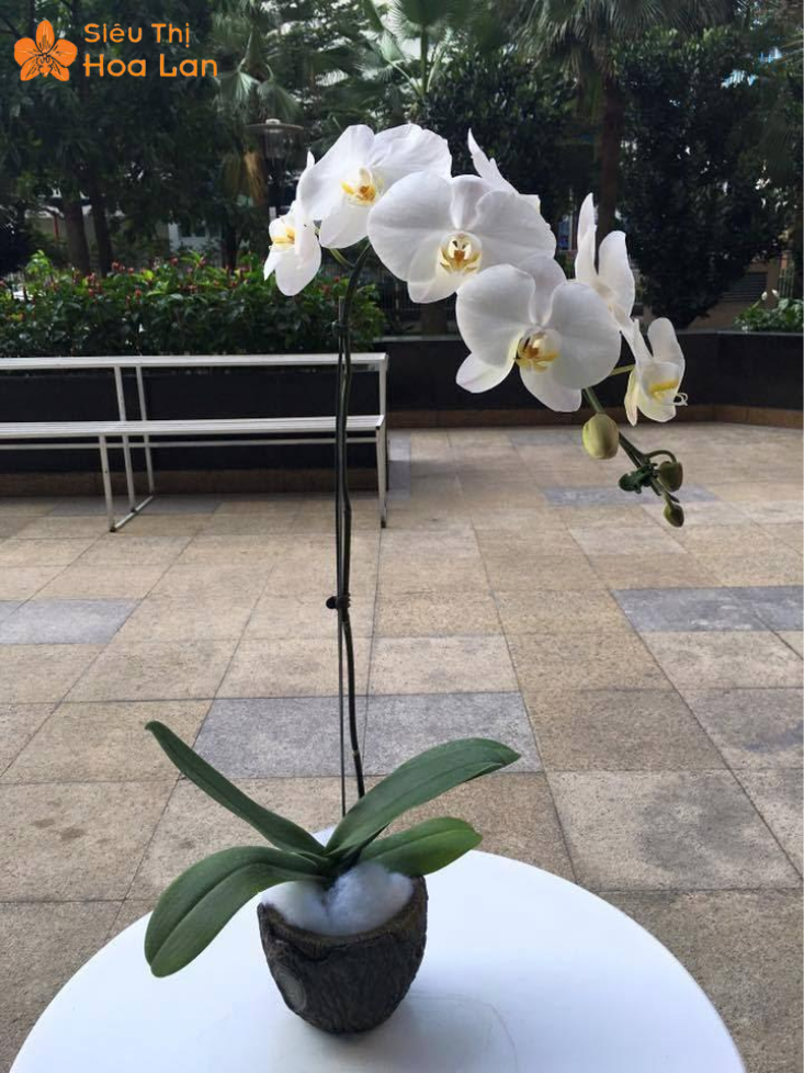 Lan Hồ Điệp 1 Cành Chậu hoa trắng hồ điệp 1 cành