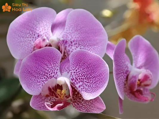 Nhận biết hoa lan Dorital