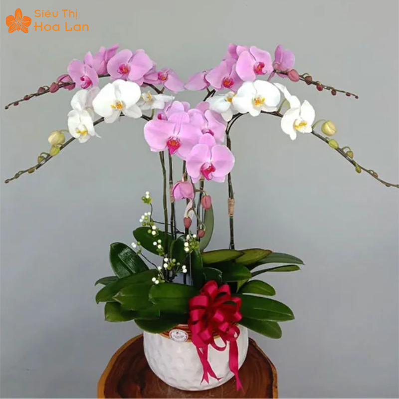 Lan Hồ Điệp 5 Cây Lưu ý khi mua hoa