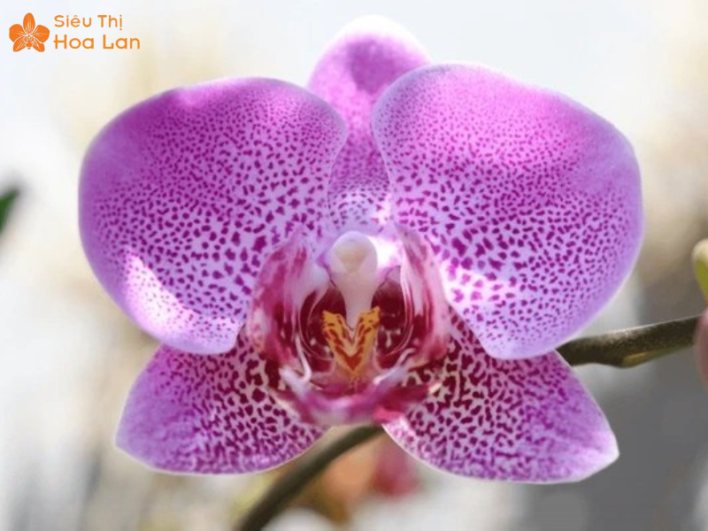 Lan Hồ Điệp Doritis Đặc Điểm Và Những Điều Cần Biết Về Hoa Lan Này chu kỳ hoa lan Dorital