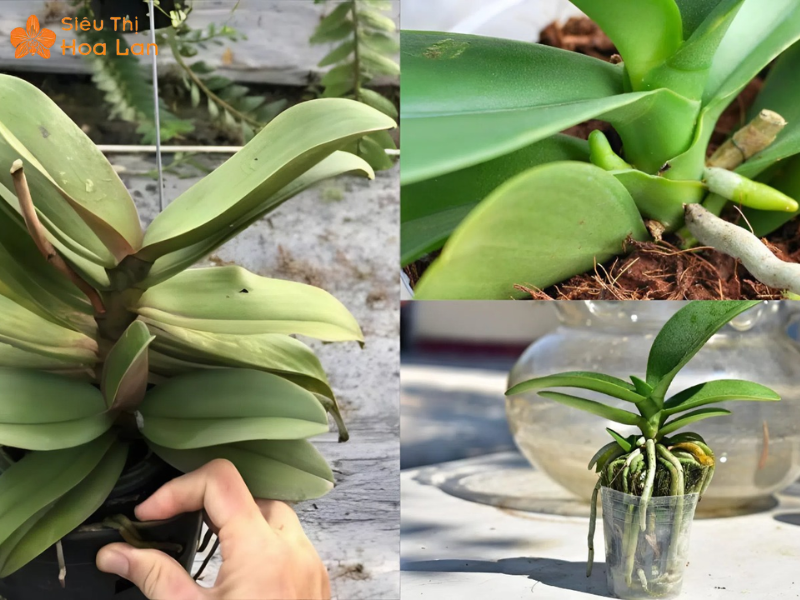 Lan Hồ Điệp Doritis Đặc Điểm Và Những Điều Cần Biết Về Hoa Lan Này cách chăm hoa lan đúng