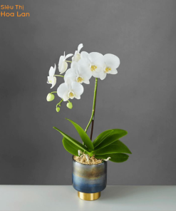 giá lan hồ điệp 2023