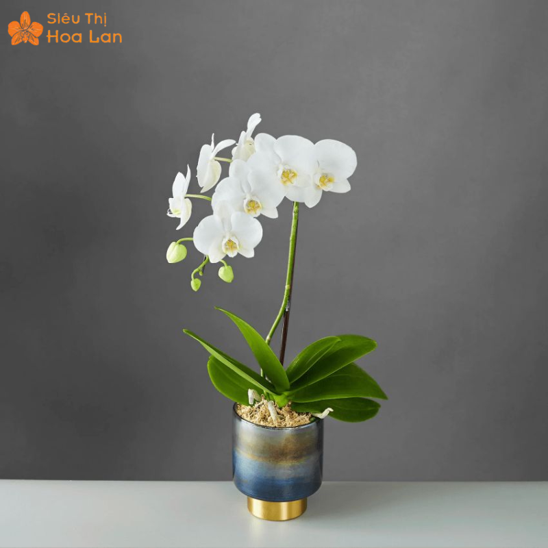 Giá 1 Cành Lan Hồ Điệp giá lan hồ điệp 2023