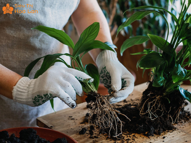 Lan Hồ Điệp Doritis Đặc Điểm Và Những Điều Cần Biết Về Hoa Lan Này sang chậu lan hồ điệp