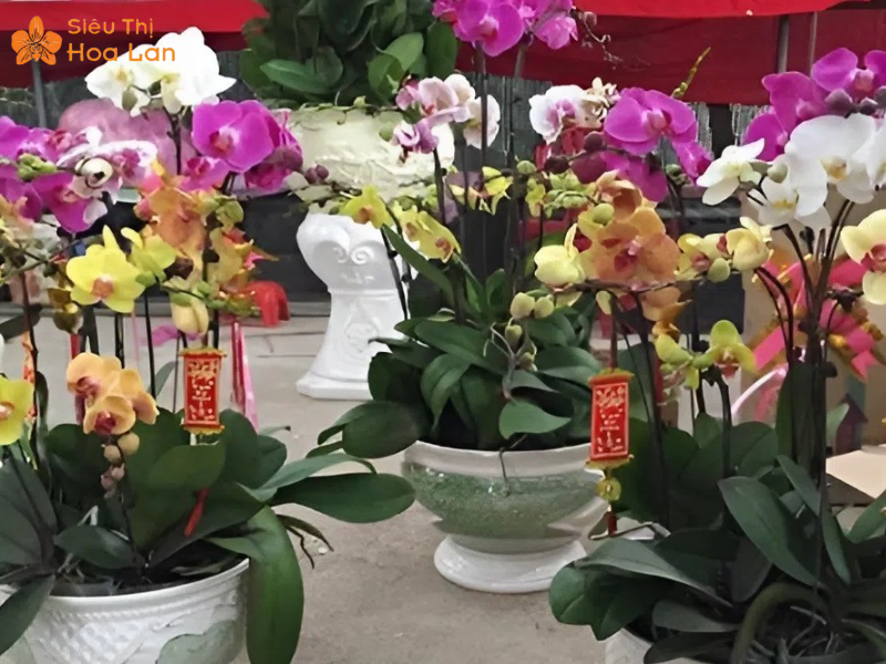 Chia Sẻ Kinh Nghiệm Bán Hoa Lan Tết Thành Công Lời Khủng Từ A - Z vốn bán hồ điệp dịp tết