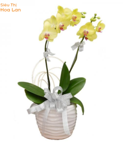 Chăm hoa tại nhà bền, tươi lâu