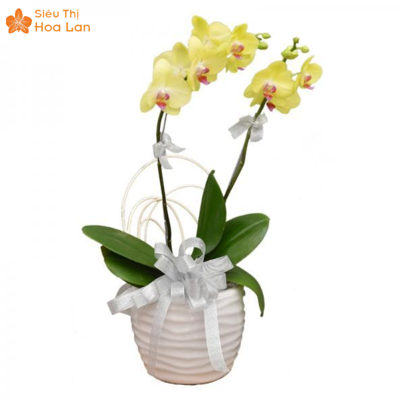 Lan Hồ Điệp 2 Vòi Chăm hoa tại nhà bền, tươi lâu