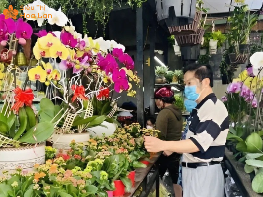 thời gian địa điểm bán lan