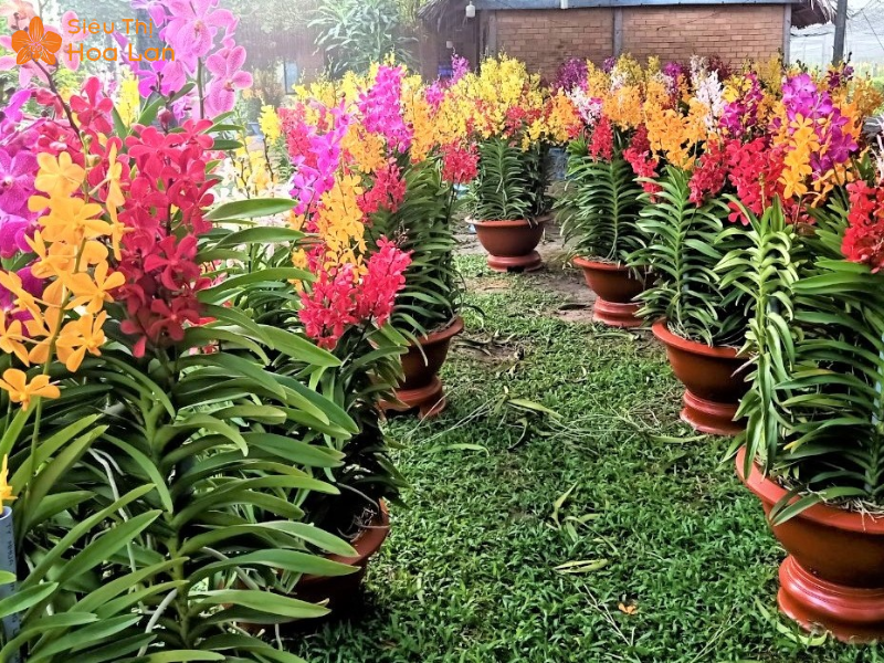 Chia Sẻ Kinh Nghiệm Bán Hoa Lan Tết Thành Công Lời Khủng Từ A - Z lan mokara tết rực rỡ
