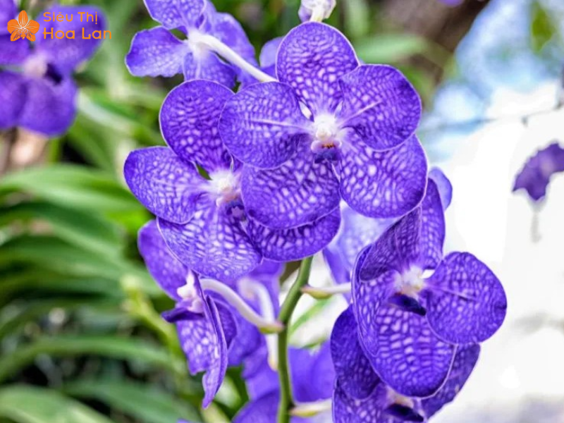 Chia Sẻ Kinh Nghiệm Bán Hoa Lan Tết Thành Công Lời Khủng Từ A - Z lan vanda tết sang trọng