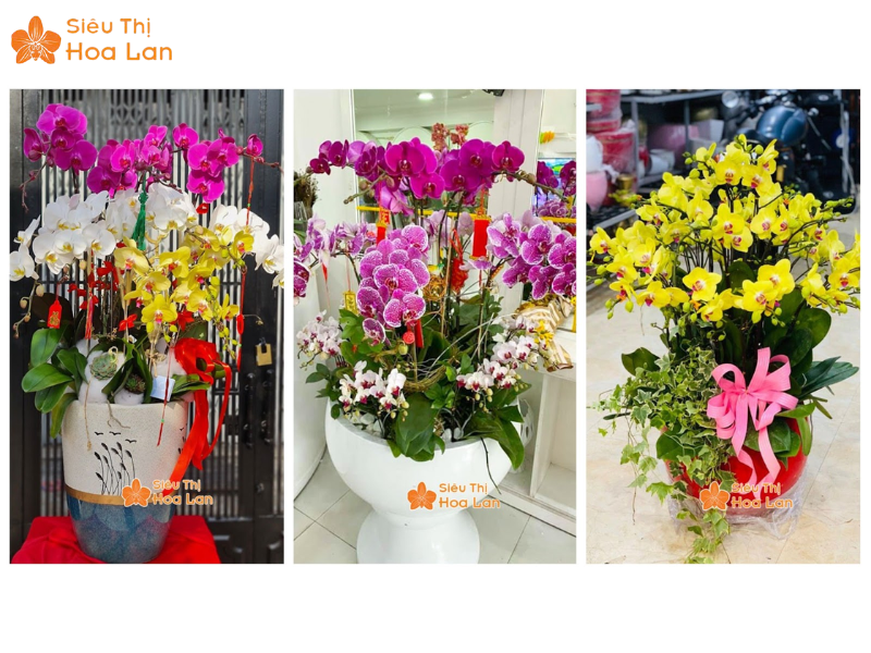 Chia Sẻ Kinh Nghiệm Bán Hoa Lan Tết Thành Công Lời Khủng Từ A - Z các loại lan tết đa dạng