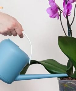 Chậu Hoa Lan Hồ Điệp Bò Sữa 5, 20 Cành Đẹp - Rẻ - Màu Sắc Độc Lạ Cách chăm hồ điệp Dalmatian