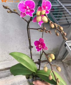 lan hồ điệp tím 2 ngồng