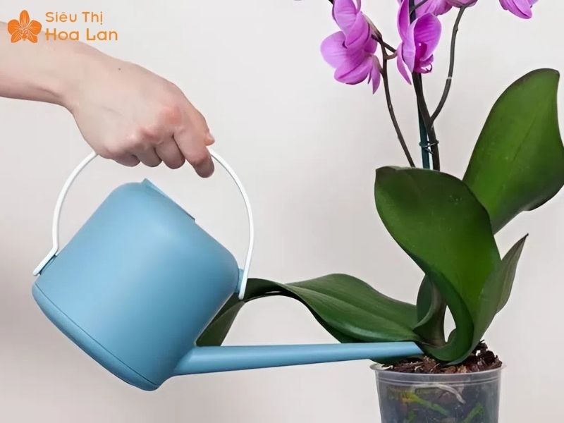 Chậu Hoa Lan Hồ Điệp Bò Sữa 5, 20 Cành Đẹp - Rẻ - Màu Sắc Độc Lạ Cách chăm hồ điệp Dalmatian